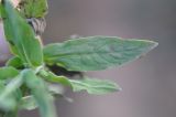 семейство Boraginaceae. Листья. Китай, Юньнань, окраина пос. Шаси (Shaxi 沙溪), берег реки Heihui. 25 октября 2016 г.