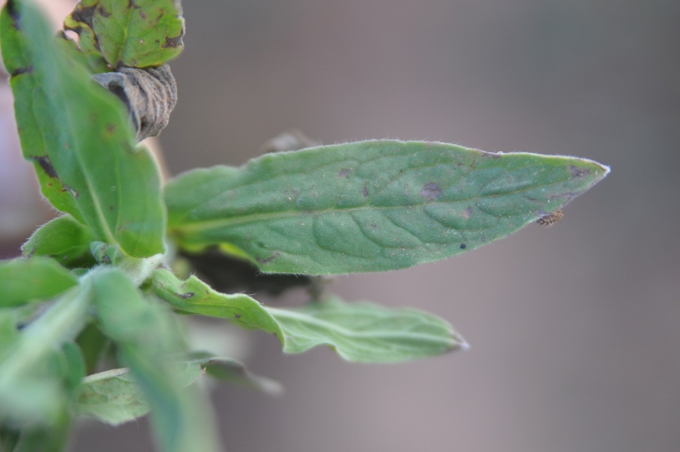 Изображение особи семейство Boraginaceae.