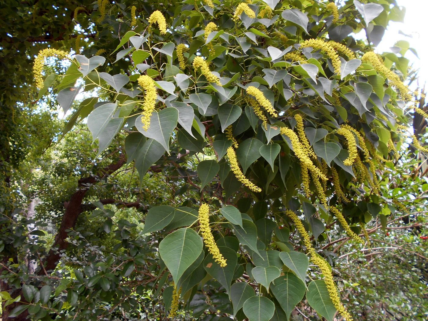 Изображение особи Triadica sebifera.