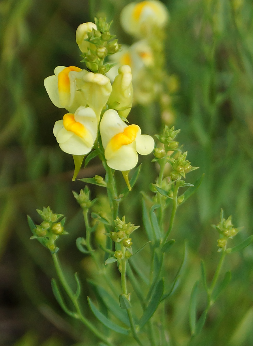 Изображение особи Linaria vulgaris.