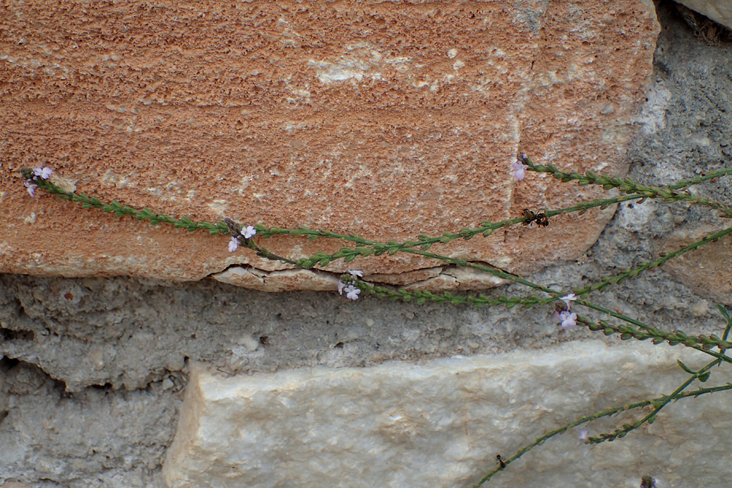 Изображение особи Verbena officinalis.