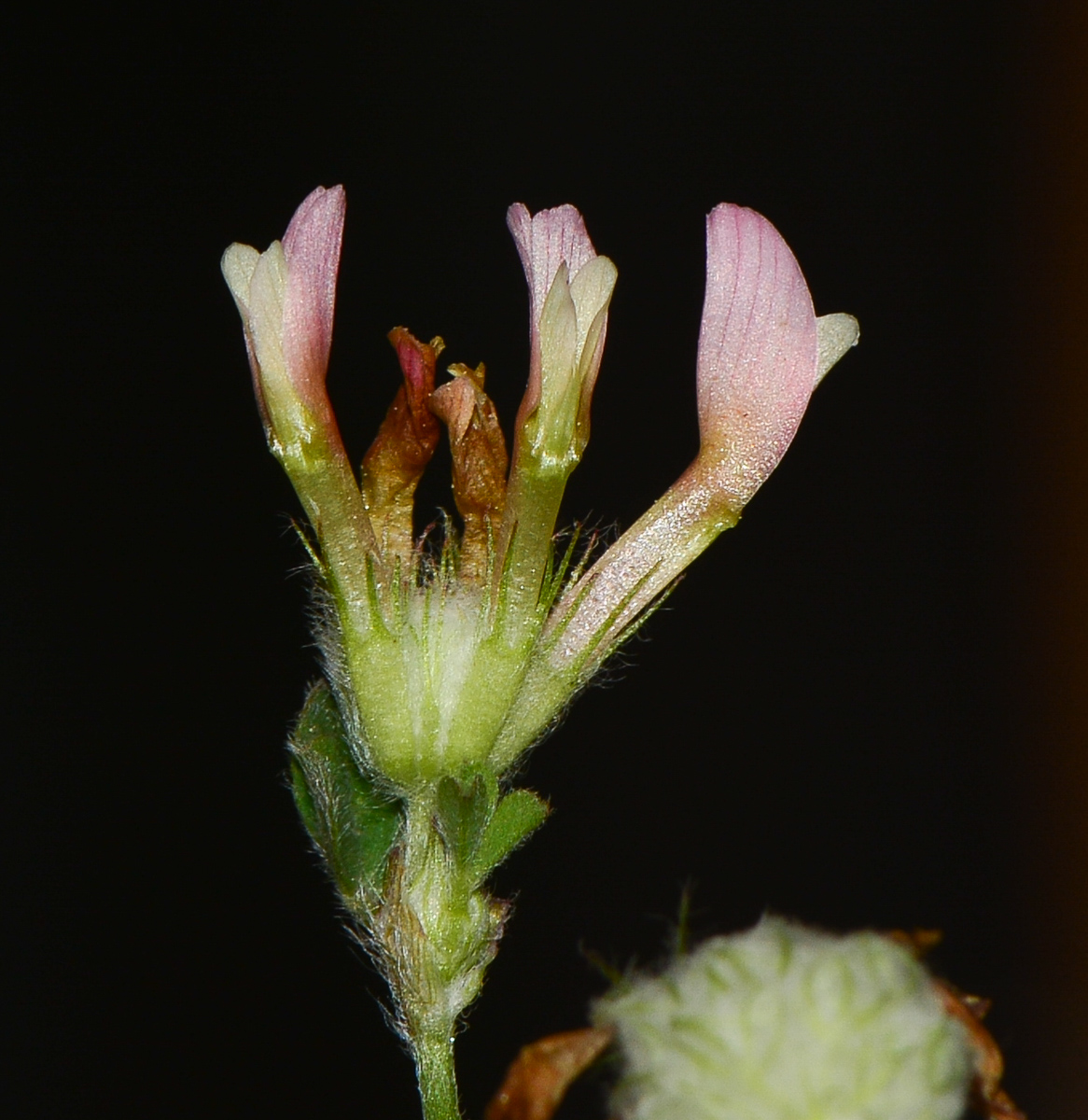 Image of Trifolium eriosphaerum specimen.