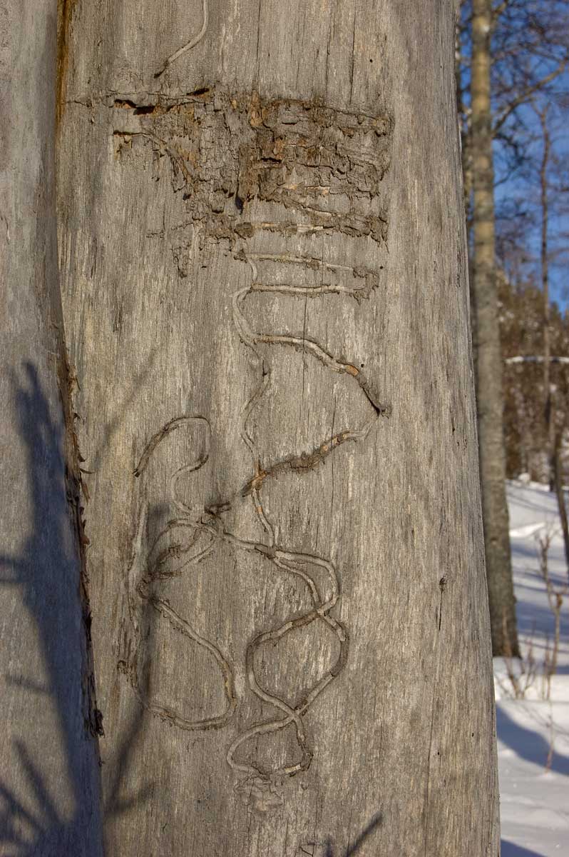 Image of Populus tremula specimen.