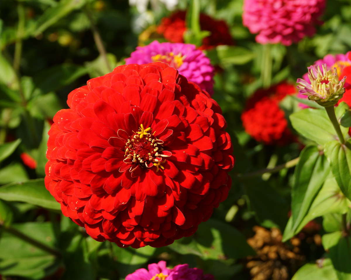 Изображение особи Zinnia elegans.