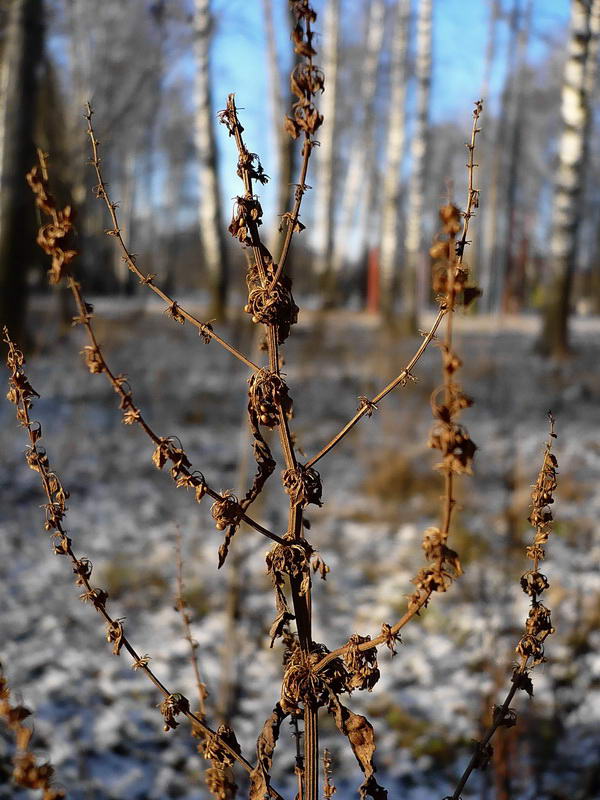 Image of Rumex obtusifolius specimen.