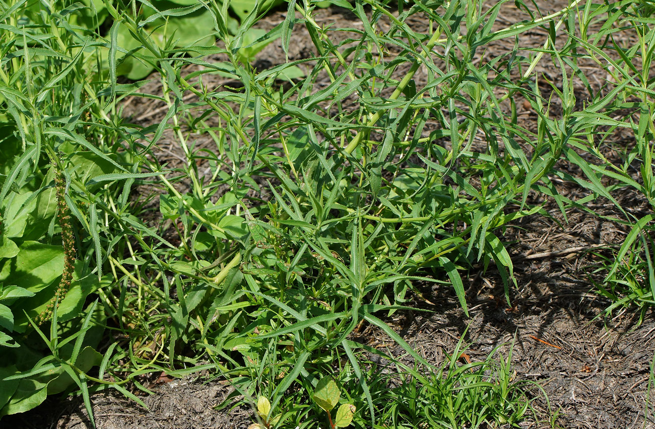 Изображение особи Achillea cartilaginea.