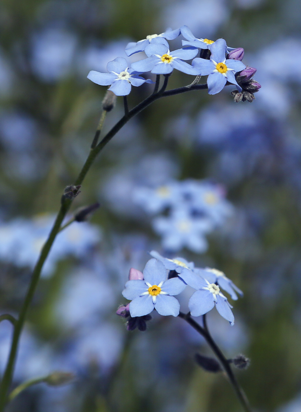 Изображение особи Myosotis sylvatica.