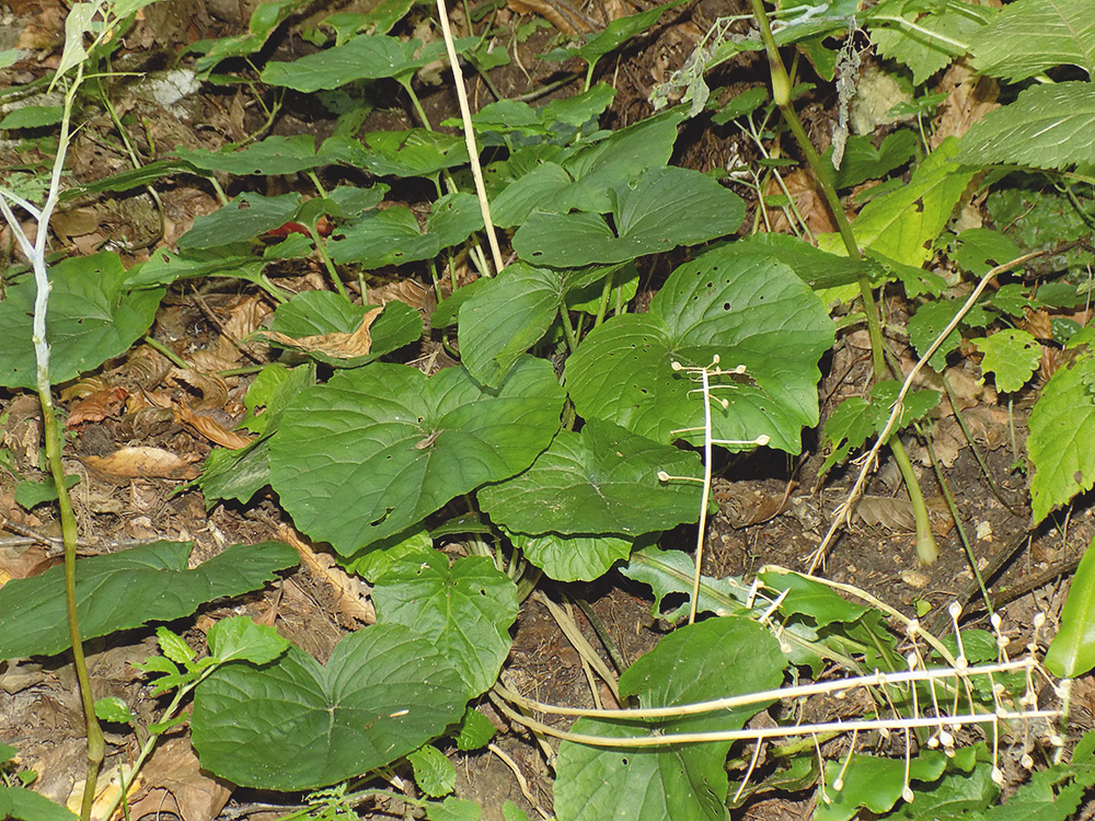 Изображение особи Pachyphragma macrophyllum.