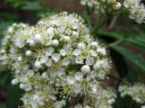 Sorbus aucuparia