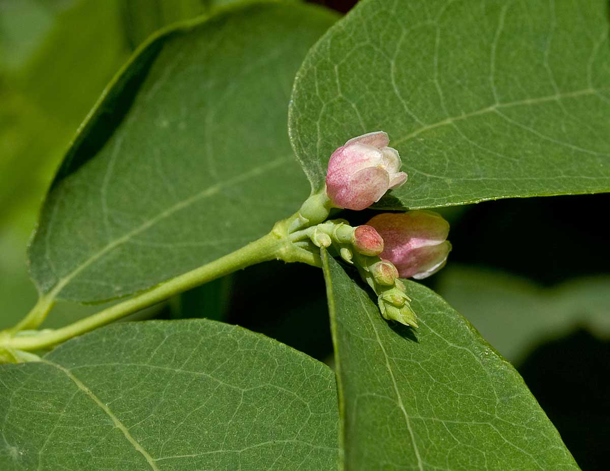 Image of Symphoricarpos albus var. laevigatus specimen.