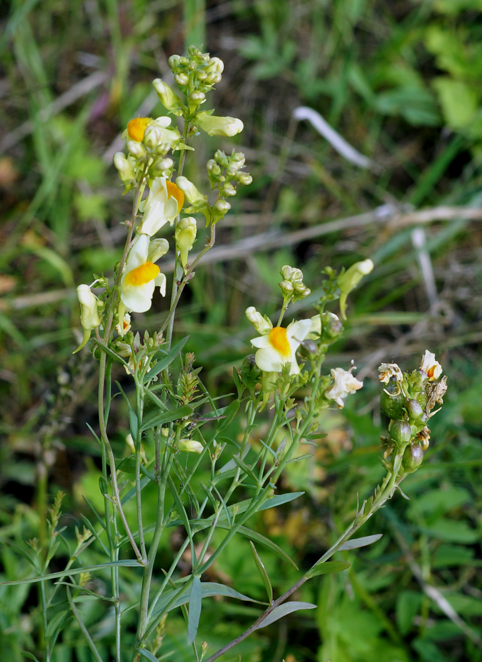 Изображение особи Linaria vulgaris.