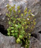 Saxifraga tridactylites. Цветущие растения. Адыгея, Фишт-Оштеновский массив, юго-восточный склон горы Фишт, ≈ 2000 м н.у.м., каменистый склон. 05.07.2017.