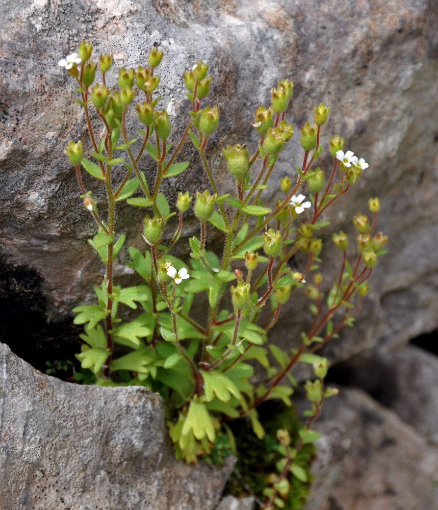 Image of Saxifraga tridactylites specimen.
