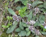 Ajuga decumbens. Цветущие растения. Китай, провинция Хунань, Сянси-Туцзя-Мяоский автономный округ, окр. г. Фэнхуан, окр. Южной Китайской стены. 02.04.2015.