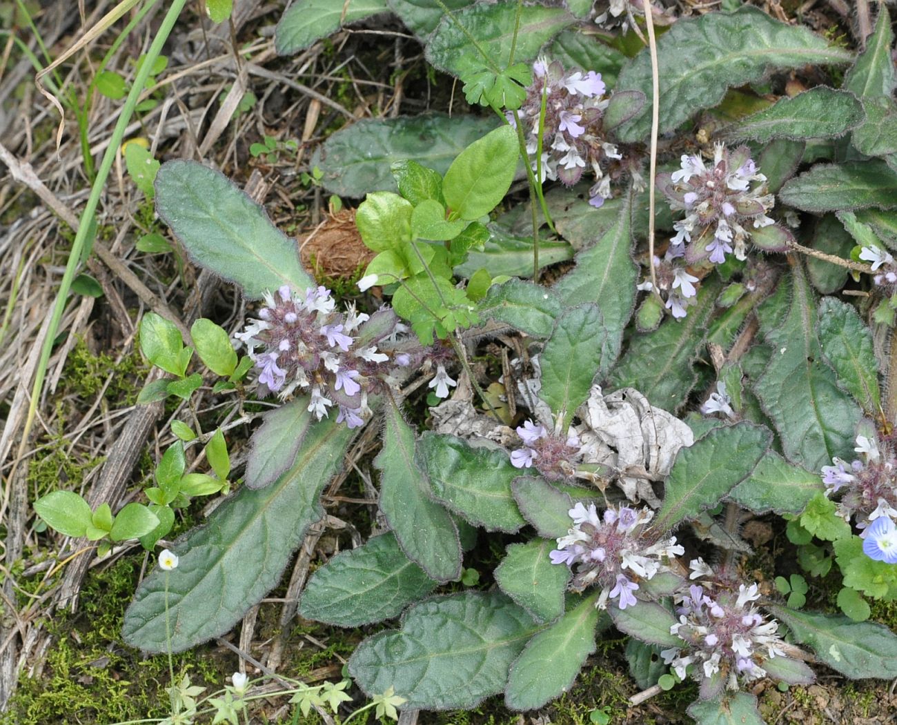 Image of Ajuga decumbens specimen.