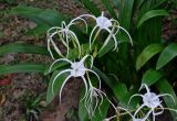 Hymenocallis speciosa