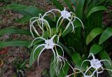 Hymenocallis speciosa. Соцветие. Малайзия, Куала-Лумпур, в культуре. 13.05.2017.