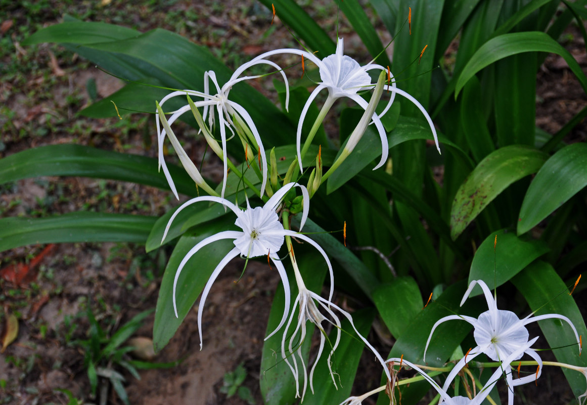 Image of Hymenocallis speciosa specimen.