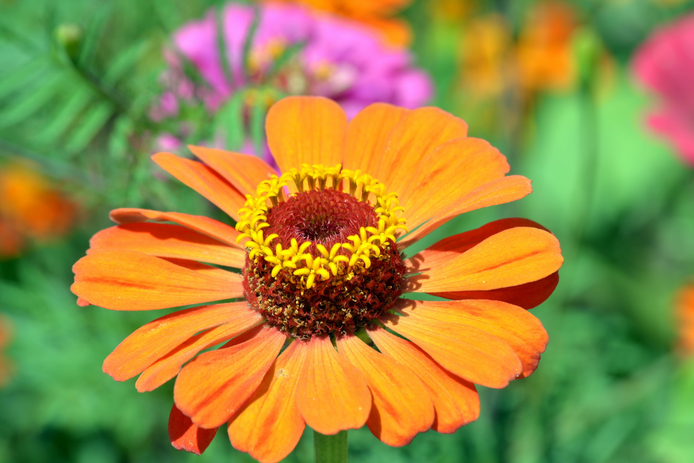Image of Zinnia elegans specimen.