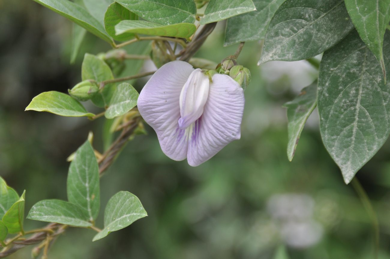 Изображение особи род Clitoria.