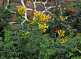 Tecomaria capensis. Верхушки побегов с соцветиями. Малайзия, о-в Пенанг, г. Джорджтаун, в культуре. 07.05.2017.