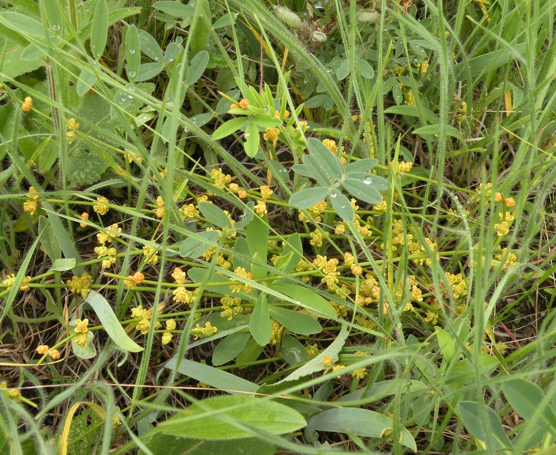 Image of Ephedra distachya specimen.