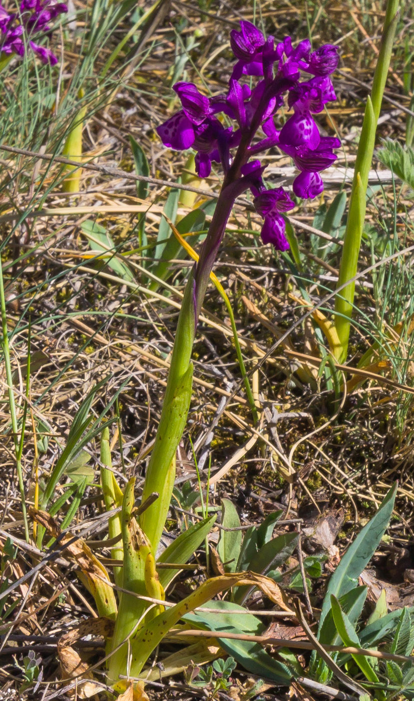 Image of Anacamptis morio ssp. caucasica specimen.