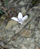 Linum tenuifolium