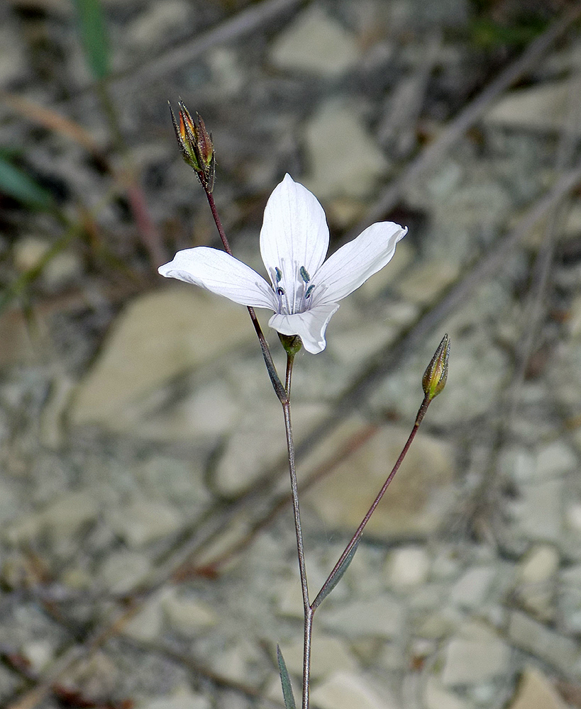 Image of Linum tenuifolium specimen.