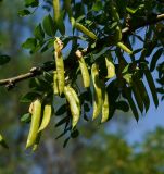 Caragana arborescens