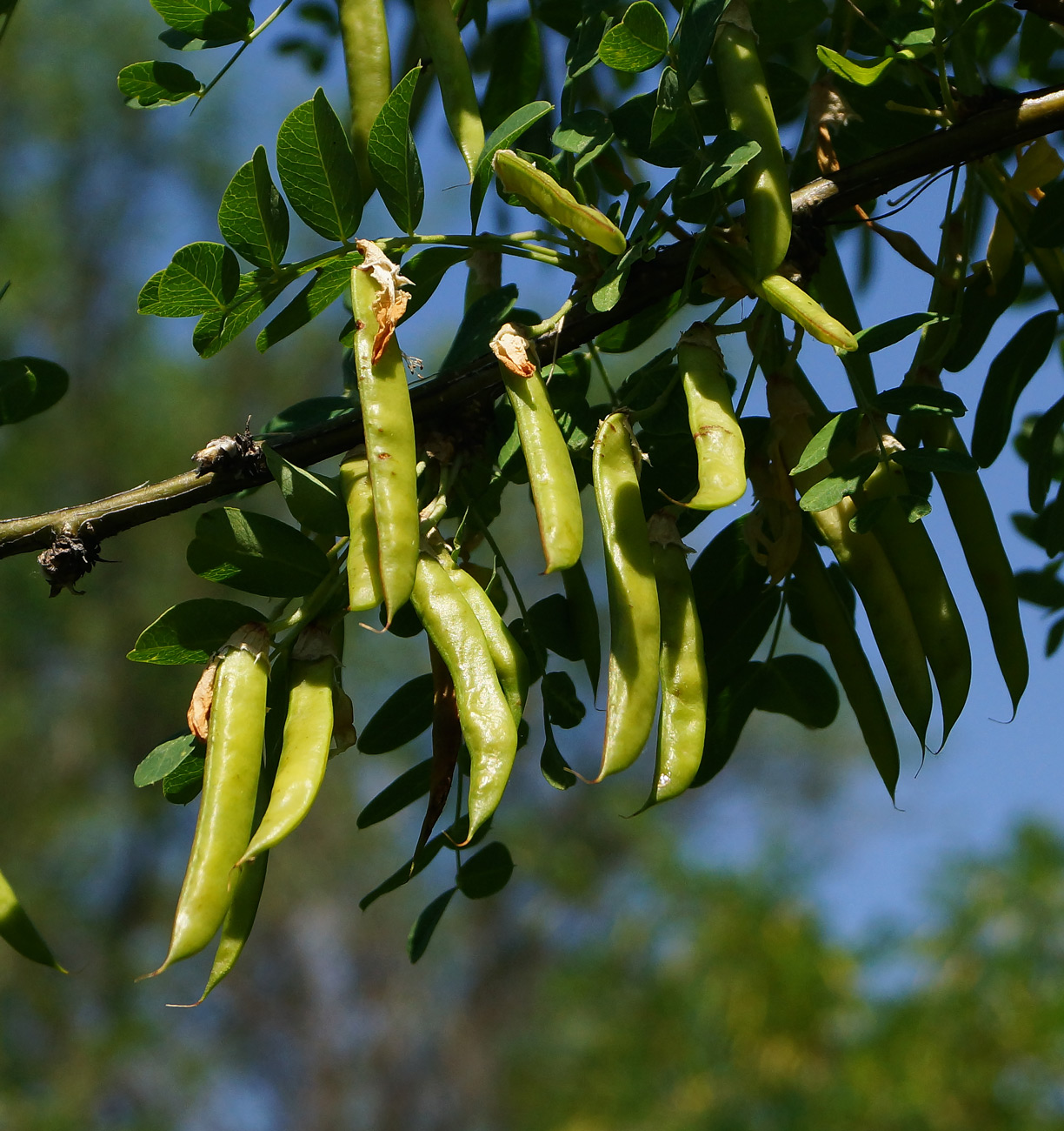 Изображение особи Caragana arborescens.