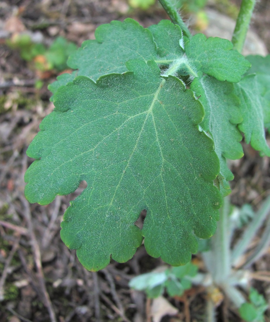 Изображение особи Chelidonium majus.