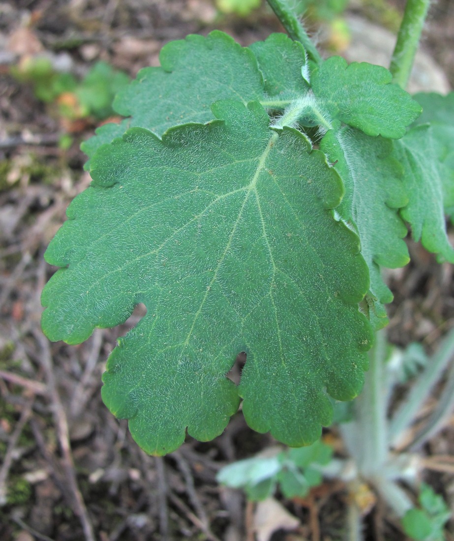 Image of Chelidonium majus specimen.