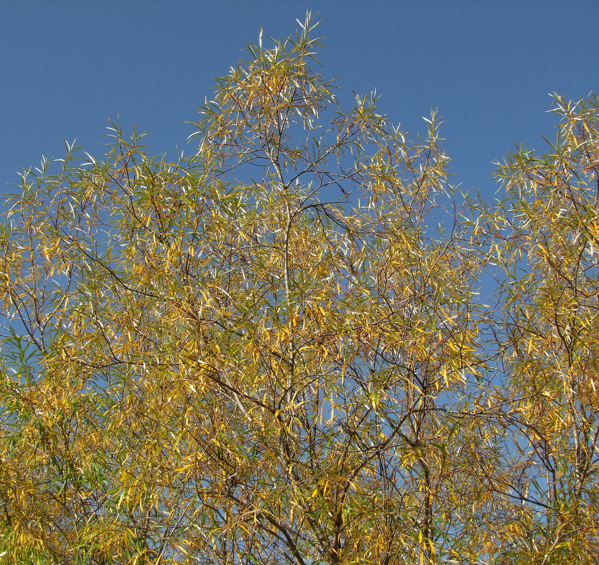 Image of Salix schwerinii specimen.