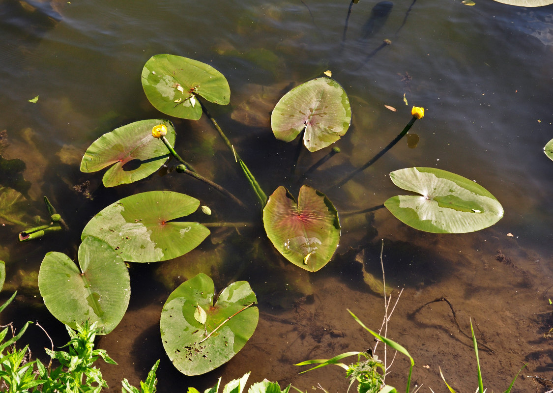 Image of Nuphar lutea specimen.