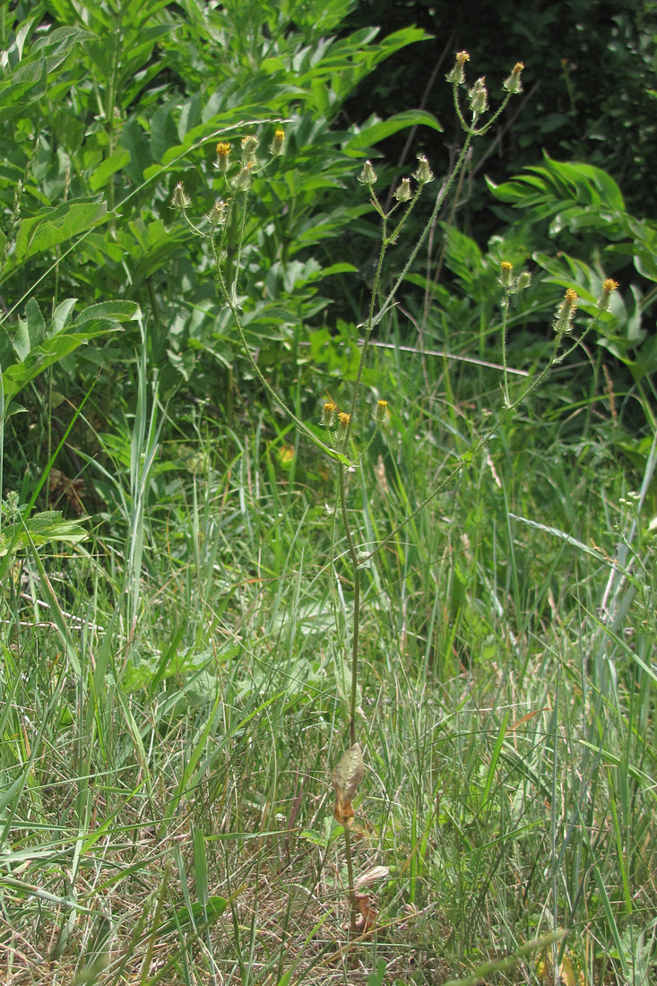 Изображение особи Crepis setosa.