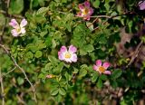 Rosa canina. Верхушка ветви с цветками. Тульская обл., Алексинский р-н, долина р. Вашана, опушка сосново-лиственного леса. 11.06.2018.