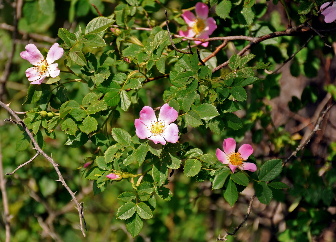 Image of Rosa canina specimen.