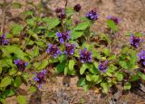 Prunella vulgaris. Верхушки побегов с соцветиями. Московская обл., Орехово-Зуевский р-н, долина р. Нерская, песчаный участок вырубки на опушке хвойно-лиственного леса. 14.06.2018.