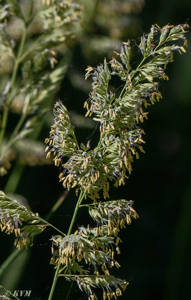 Изображение особи Phalaroides arundinacea.