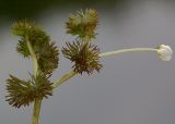 Ranunculus circinatus. Верхушка цветущего растения, приподнятая из воды (длина цветоноса 8 см). Киев, Святошинские озера. 30 мая 2010 г.