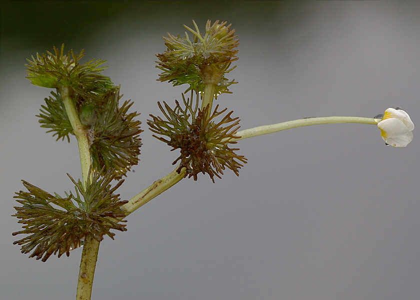 Image of Ranunculus circinatus specimen.
