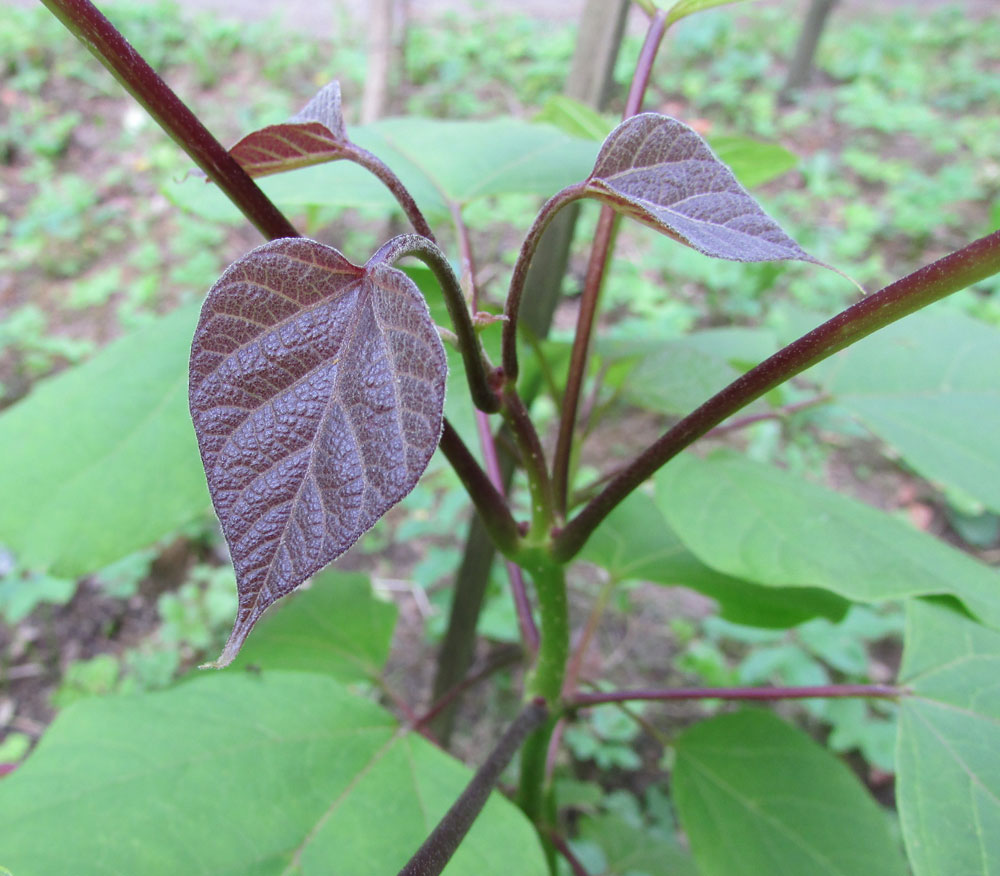 Image of Catalpa fargesii specimen.