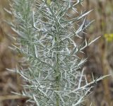 Image of specimen