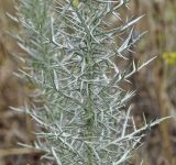 Echinops graecus