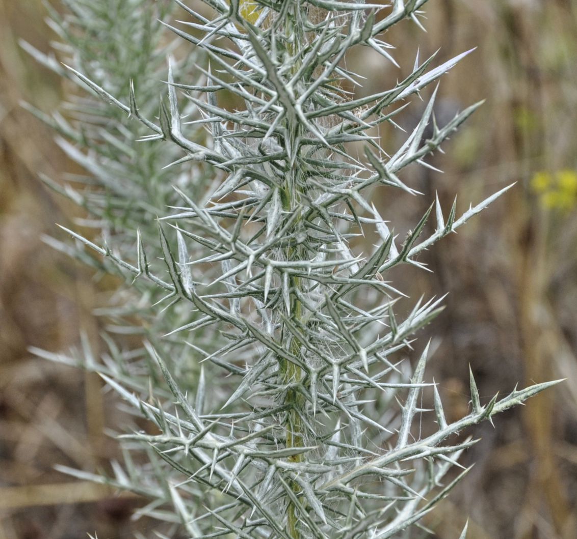 Изображение особи Echinops graecus.