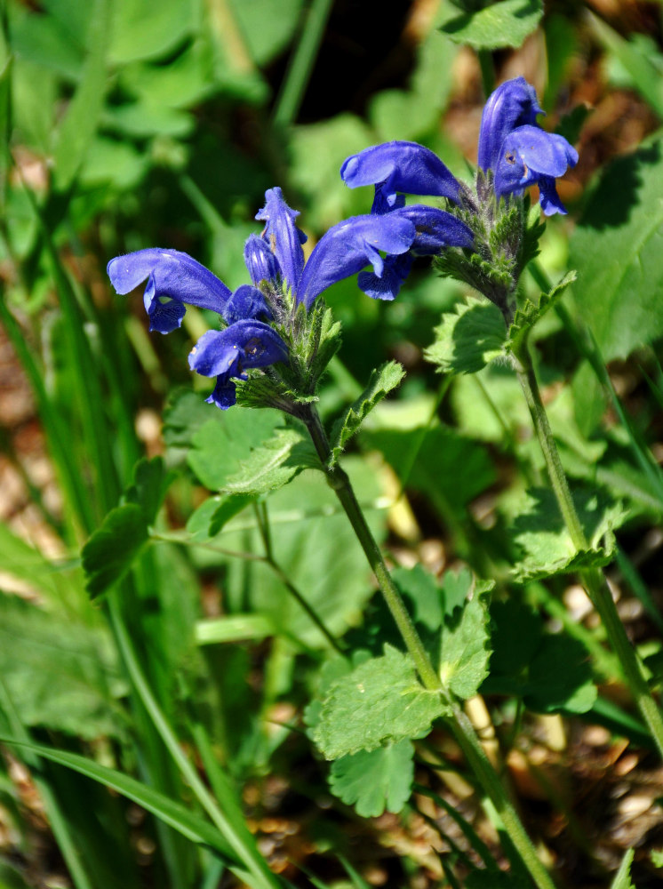 Image of Dracocephalum grandiflorum specimen.