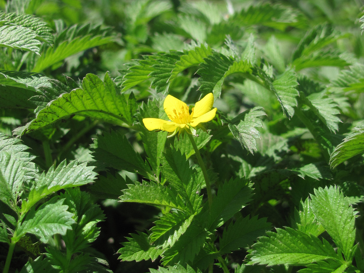 Image of Potentilla anserina specimen.