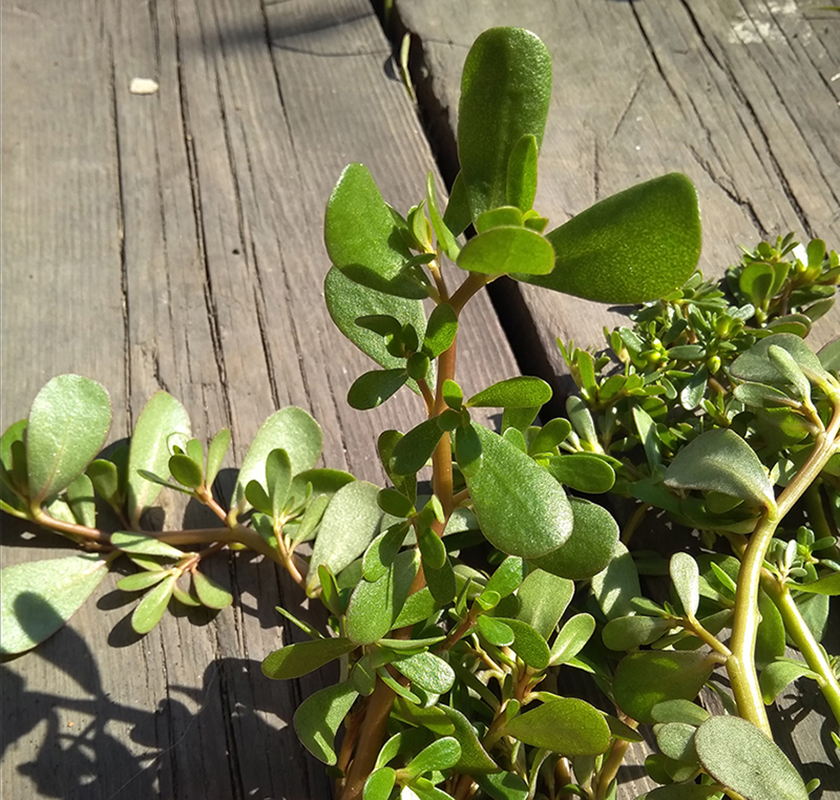 Image of Portulaca oleracea specimen.