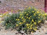 Achillea falcata. Цветущее растение. Израиль, горный массив Хермон, ≈ 1400 м н.у.м. 07.07.2018.
